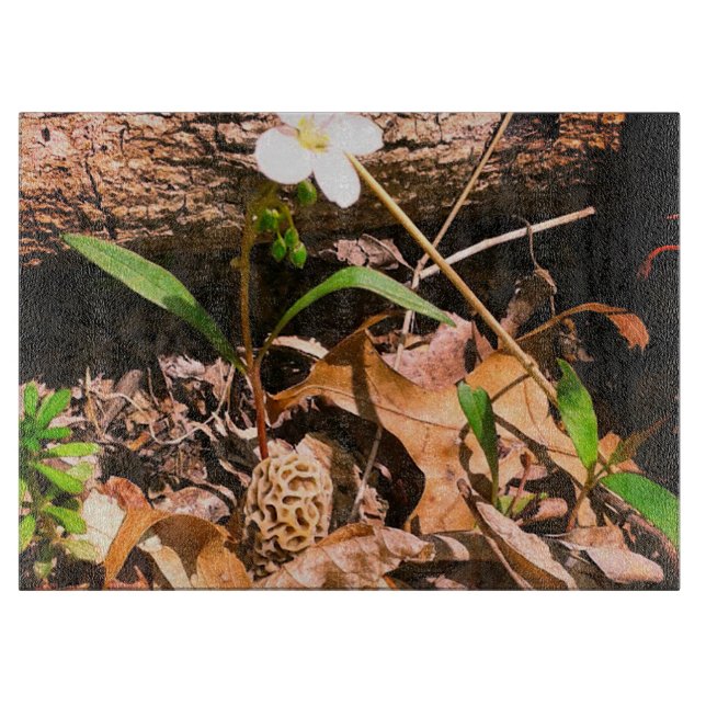 Morel Schneidebrett (Vorderseite)