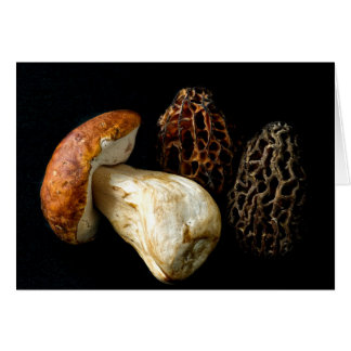 Morels und König Bolete