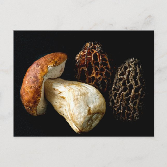Morels und König Bolete Postkarte (Vorderseite)