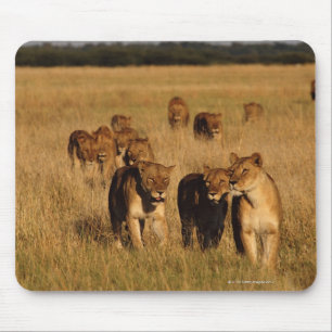 Moremi Tier-Reserve, Botswana Mousepad