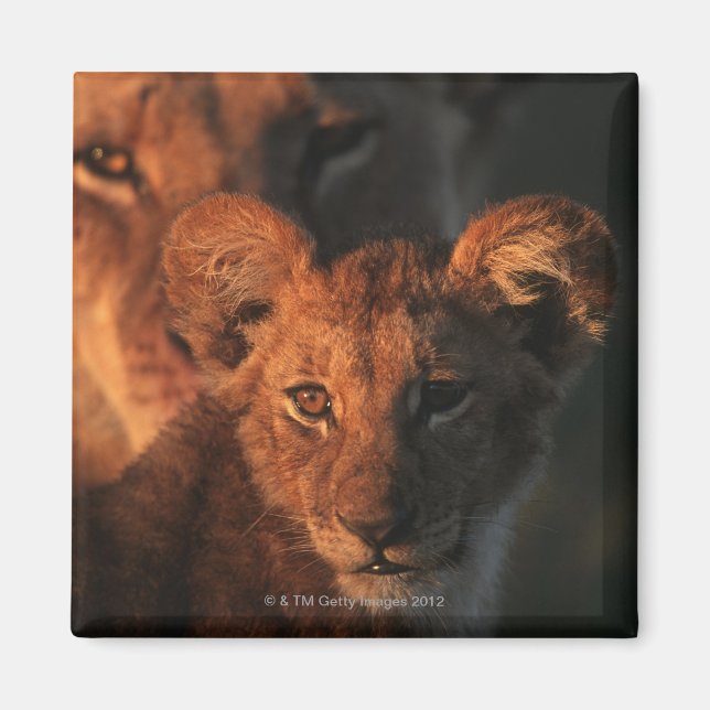 Moremi Wildlife Reserve, Botsuana 2 Magnet (Vorne)