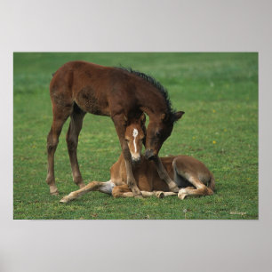 Morgan Foals Playing Poster