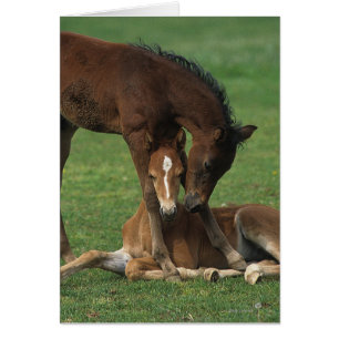 Morgan-Fohlen-Spielen