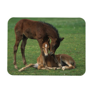 Morgan-Fohlen-Spielen Magnet