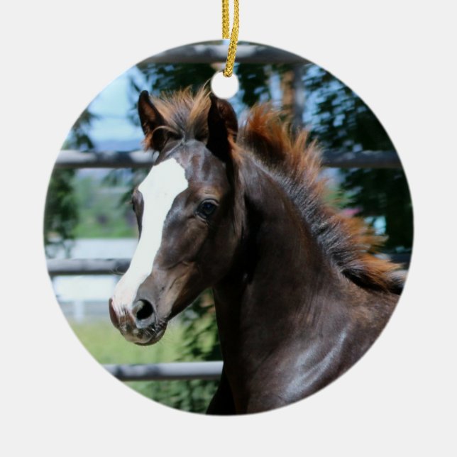 Morgan Horse Baby Ornament (Vorne)