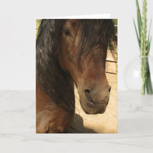 Morgan Horse Beauty Card Karte