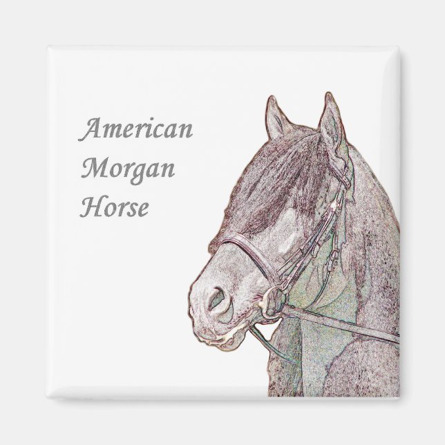 Morgan Horse Magnet (Vorne)