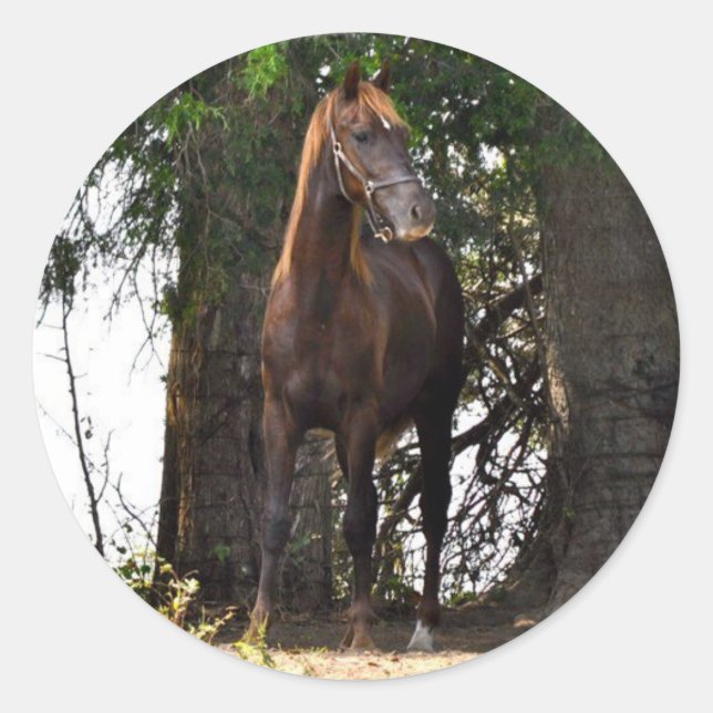 Morgan Horse Products! Runder Aufkleber (Vorderseite)