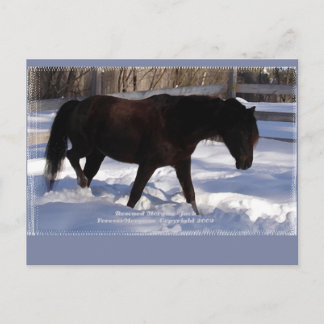 Morgan Horse Winter Wonderland Blank Postkarte