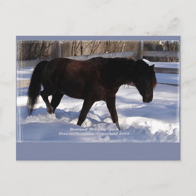 Morgan Horse Winter Wonderland Blank Postkarte (Vorderseite)
