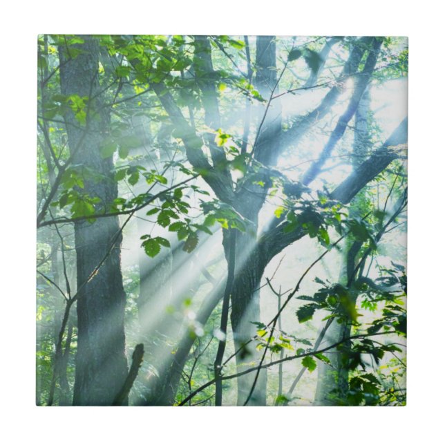 Morgen im Wald Fliese (Vorderseite)