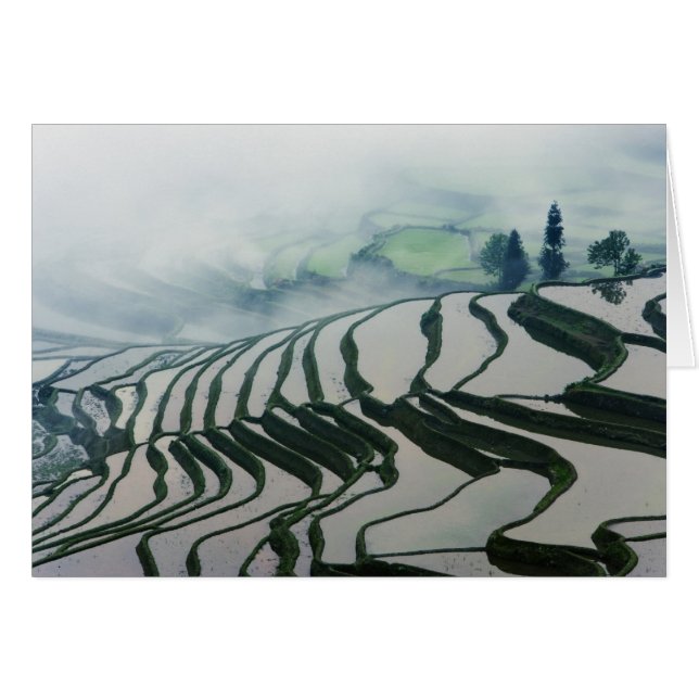 Morgen-Nebel über Reis-Feldern (Vorderseite (Horizontal))