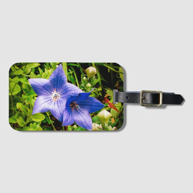 Morgen-Tau-Tropfen auf einer Ballon-Blume Gepäckanhänger (Vorderseite (Horizontal))