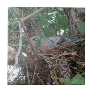 Morgen-Tauben-Verschachtelung Fliese