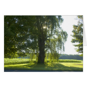 Morgen-Weide - beginnen Sie das Tag-helle