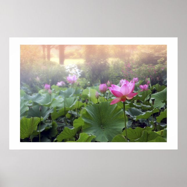 Morgendämmerung am Lotus Pond Poster (Vorne)