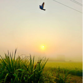 Morgendörfchen Poster