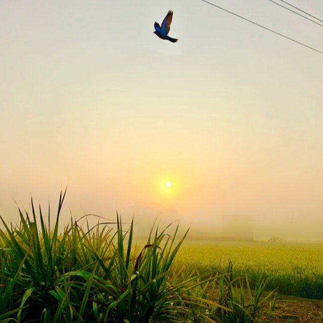 Morgendörfchen Poster (village of punjab sunrise moment  , peaceful nature vibes)