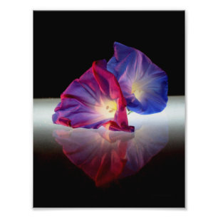 MORGENE GLORY-BLUME FOTODRUCK