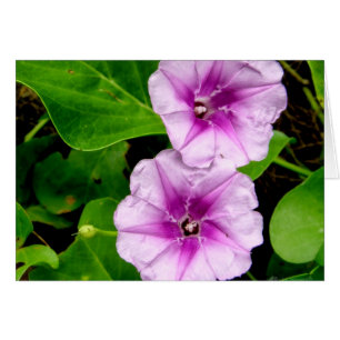 Morgenglories @ Krabi Card