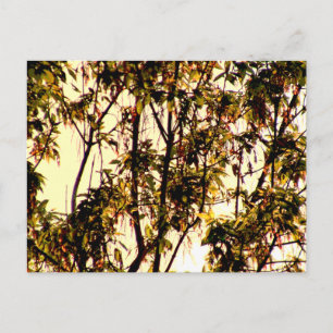 Morgengrauen durch Ahorn Blätter und Blume Postca Postkarte