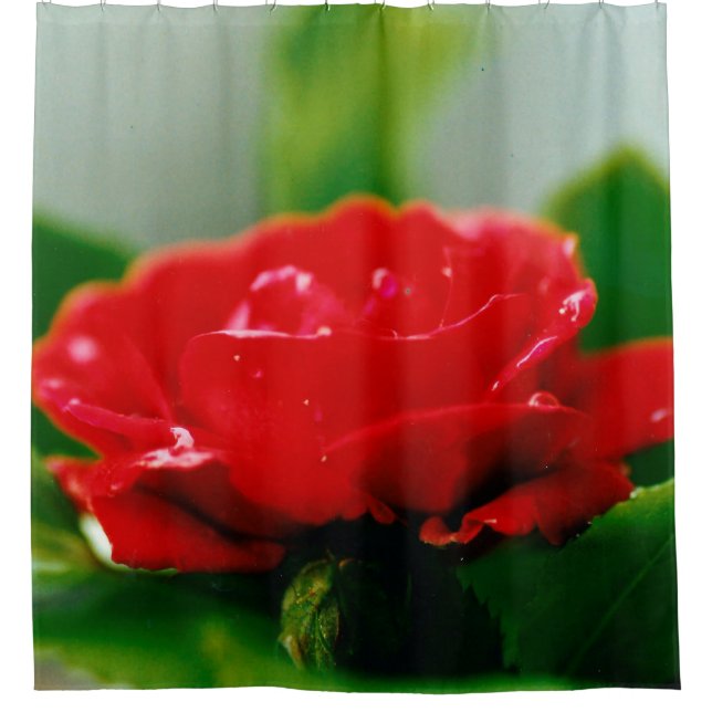 Morgengrauen rote Rose mit Taubstropfen Duschvorhang (Vorderseite)
