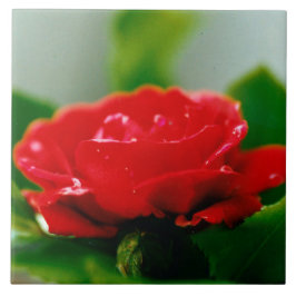 Morgengrauen rote Rose mit Taubstropfen Fliese