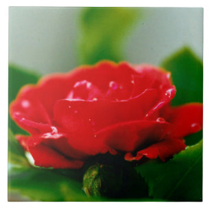 Morgengrauen rote Rose mit Taubstropfen Fliese