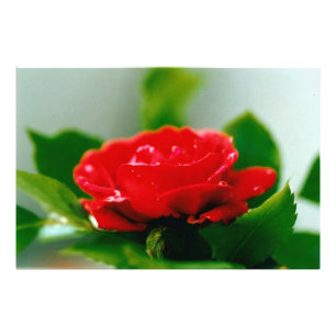 Morgengrauen rote Rose mit Taubstropfen Fotodruck