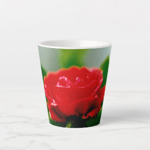 Morgengrauen rote Rose mit Taubstropfen Milchtasse