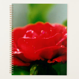 Morgengrauen rote Rose mit Taubstropfen Planer