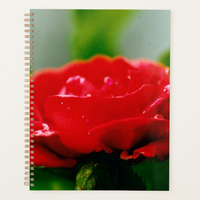Morgengrauen rote Rose mit Taubstropfen Planer (Vorderseite)
