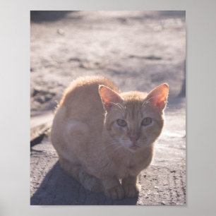 Morgenkatze Poster