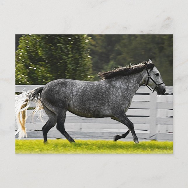 Morgenlauf Postkarte (Vorderseite)