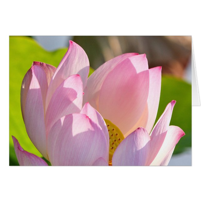 Morgenlicht (Vorderseite (Horizontal))