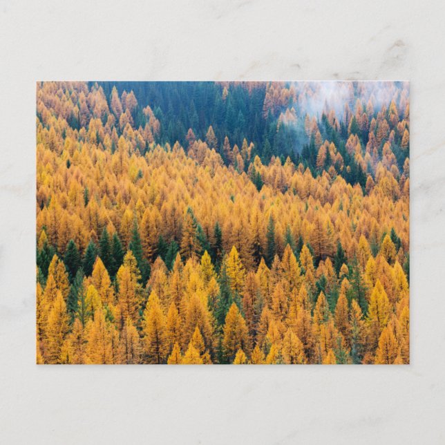 Morgenlicht am Strand | Insel Tybee Postkarte (Vorderseite)