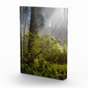 Morgennebel auf Rhododendron Fotoblock