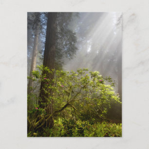 Morgennebel auf Rhododendron Postkarte