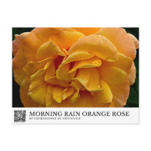 Morgenregen Orange Rose