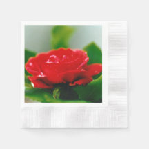 Morgenrote Rose bedeckt mit Tautropfen