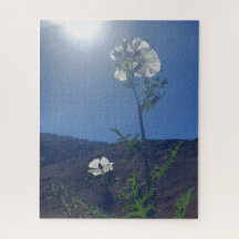 Morgenruhe: Cremeblüte in durchscheinendem Licht