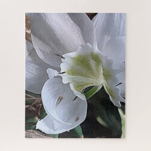 Morgenruhe: Weiße geschichtete Blüte im natürliche Puzzle
