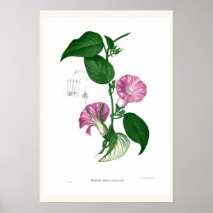 Morgenruhm (Argyreia sp. Poster