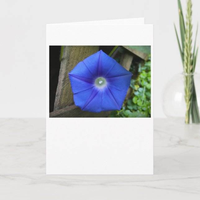 Morgenruhm, Karte (Vorderseite)