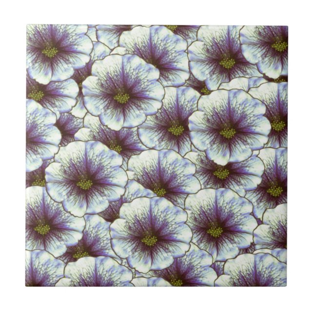 Morgenruhm Lila und weiß Fliese (Vorderseite)