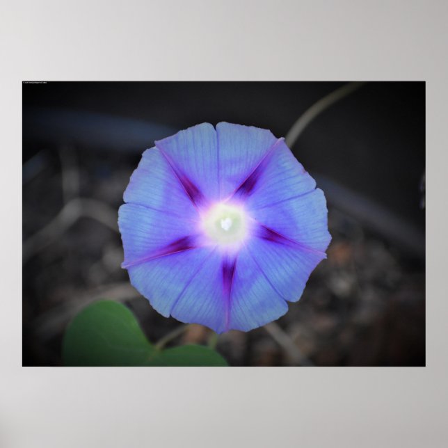 Morgenruhm Poster (Vorne)