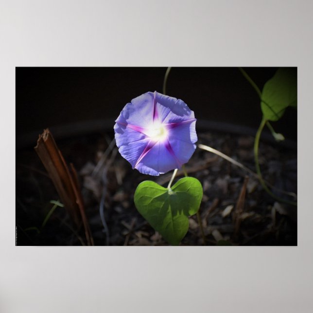 Morgenruhm Poster (Vorne)