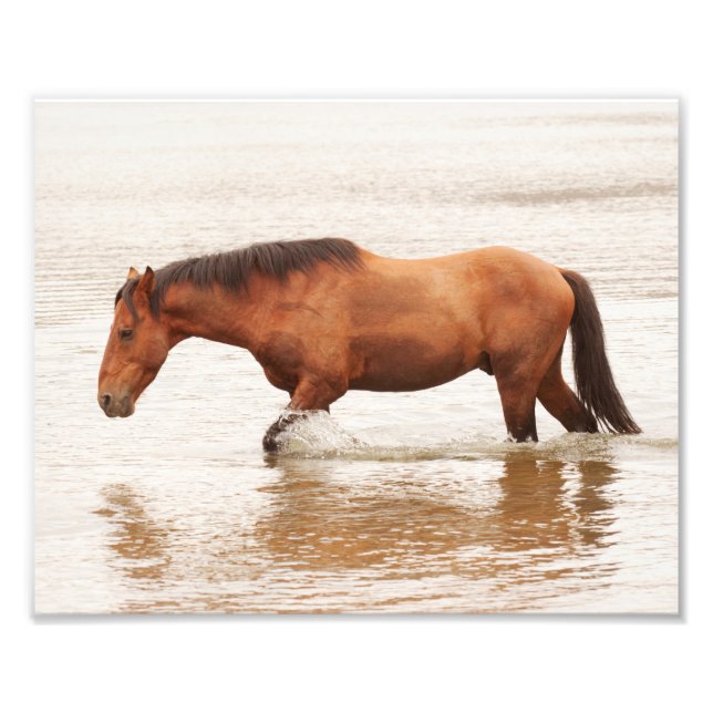 Morgenschwimmen für ein Pferd Fotodruck (Vorne)
