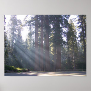 Morgensonne am General Grant Tree Poster