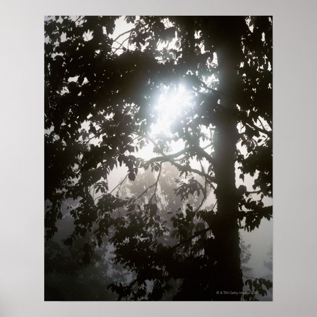 Morgensonne durch Dschungel Poster (Vorne)